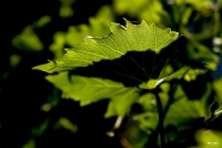 Médiathèque : Exposition « Les vignes en délires » du photographe Max Loubère